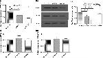 beta Catenin Antibody in Western Blot (WB)