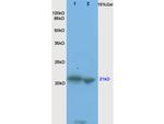 Bax Antibody in Western Blot (WB)