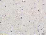 Nociceptin receptor Antibody in Immunohistochemistry (Paraffin) (IHC (P))