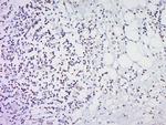 HOXc8 Antibody in Immunohistochemistry (Paraffin) (IHC (P))