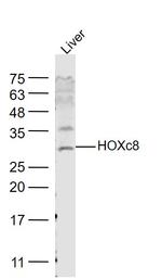 HOXc8 Antibody in Western Blot (WB)