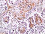 MMP9 Antibody in Immunohistochemistry (Paraffin) (IHC (P))