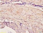 Pokemon Antibody in Immunohistochemistry (Paraffin) (IHC (P))