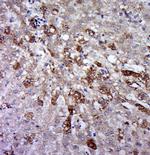 Phospho-gp130 (Ser782) Antibody in Immunohistochemistry (Paraffin) (IHC (P))