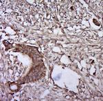 Phospho-gp130 (Ser782) Antibody in Immunohistochemistry (Paraffin) (IHC (P))