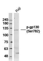 Phospho-gp130 (Ser782) Antibody in Western Blot (WB)