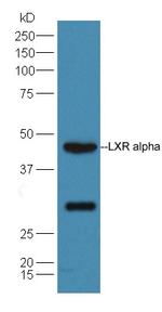 LXR alpha + LXR beta Antibody in Western Blot (WB)