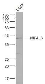 NIPAL3 Antibody in Western Blot (WB)