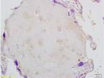 Fibrillin 1 Antibody in Immunohistochemistry (Paraffin) (IHC (P))