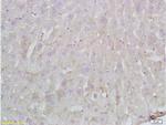 Fibrillin 1 Antibody in Immunohistochemistry (Paraffin) (IHC (P))