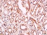 MELK/HPK38 Antibody in Immunohistochemistry (Paraffin) (IHC (P))