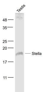 Stella/DPPA3 Antibody in Western Blot (WB)