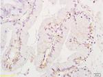 Ezrin Antibody in Immunohistochemistry (Paraffin) (IHC (P))