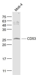 CD53 Antibody in Western Blot (WB)