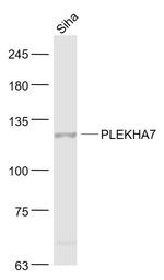 PLEKHA7 Antibody in Western Blot (WB)