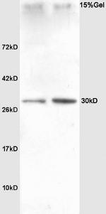 SLUG Antibody in Western Blot (WB)