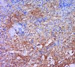 HCST Antibody in Immunohistochemistry (Paraffin) (IHC (P))