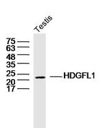 HDGFL1 Antibody in Western Blot (WB)