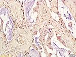 ox-LDL Antibody in Immunohistochemistry (Paraffin) (IHC (P))