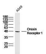 Orexin Receptor Type 1 Antibody in Western Blot (WB)
