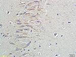 Pro-NRG1 Antibody in Immunohistochemistry (Paraffin) (IHC (P))