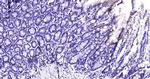 NCOA4 Antibody in Immunohistochemistry (Paraffin) (IHC (P))