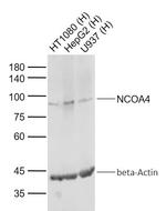 NCOA4 Antibody in Western Blot (WB)