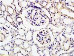 KLK1 Antibody in Immunohistochemistry (Paraffin) (IHC (P))