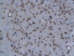 NIT2 Antibody in Immunohistochemistry (Paraffin) (IHC (P))