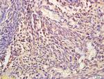 NIT2 Antibody in Immunohistochemistry (Paraffin) (IHC (P))