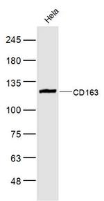 CD163 Antibody in Western Blot (WB)