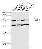 E2F1 Antibody in Western Blot (WB)