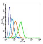 LAMP2 Antibody in Flow Cytometry (Flow)