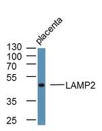 LAMP2 Antibody in Western Blot (WB)