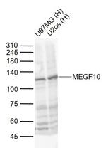 MEGF10 Antibody in Western Blot (WB)