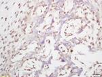 HDAC11 Antibody in Immunohistochemistry (Paraffin) (IHC (P))