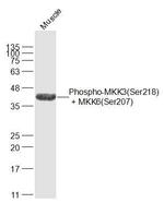 Phospho-MKK3 (Ser218, Ser207) Antibody in Western Blot (WB)