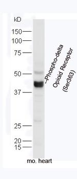 Phospho-delta Opioid Receptor (Ser363) Antibody in Western Blot (WB)