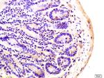 ADCY8 Antibody in Immunohistochemistry (Paraffin) (IHC (P))