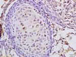 CARM1 Antibody in Immunohistochemistry (Paraffin) (IHC (P))