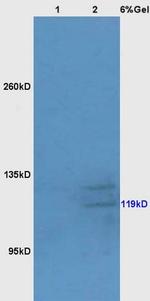 Bub1 Antibody in Western Blot (WB)