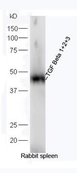 TGF Beta 1+2+3 Antibody in Western Blot (WB)