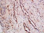 TNFSF15 Antibody in Immunohistochemistry (Paraffin) (IHC (P))