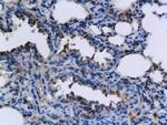 TNFSF15 Antibody in Immunohistochemistry (Paraffin) (IHC (P))