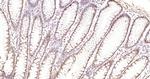 Phospho-CDKN1A (Thr145) Antibody in Immunohistochemistry (Paraffin) (IHC (P))