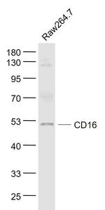 CD16a/CD16b Antibody in Western Blot (WB)