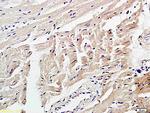 4 Hydroxynonenal Antibody in Immunohistochemistry (Paraffin) (IHC (P))