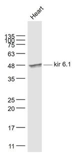 kir 6.1 Antibody in Western Blot (WB)