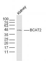 BCAT2 Antibody in Western Blot (WB)