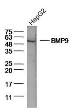 BMP9 Antibody in Western Blot (WB)